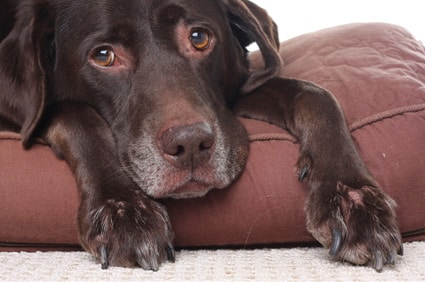 Hund mit Schmerzen