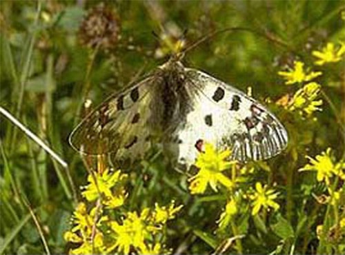 Apollofalter Schmetterling