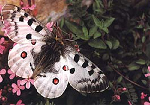 Apollofalter