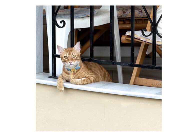 Katzengerechte Wohnung ️ Wie einrichten damit es der Katze passt?