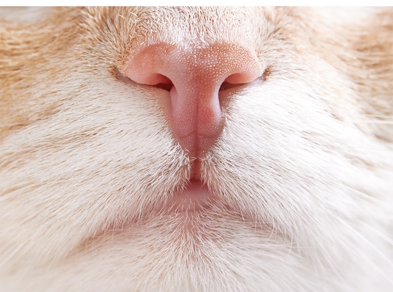 Pheromone für katzen - Wählen Sie dem Favoriten unserer Tester