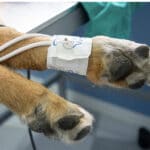 Bluttransfusion Hund