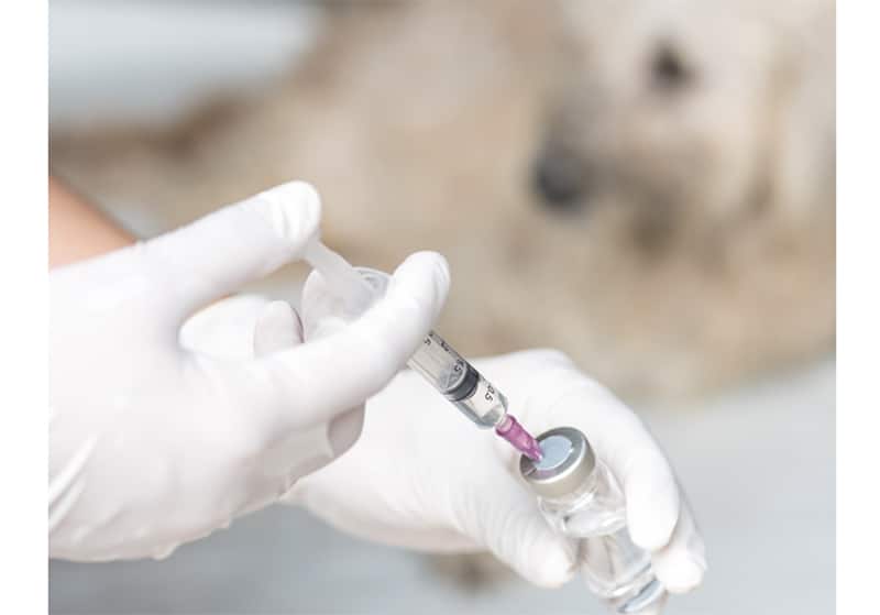 Borreliose-Impfung beim Hund