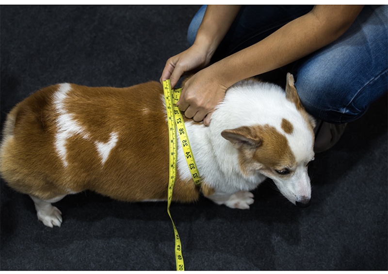 Dicker Hund Übergewicht