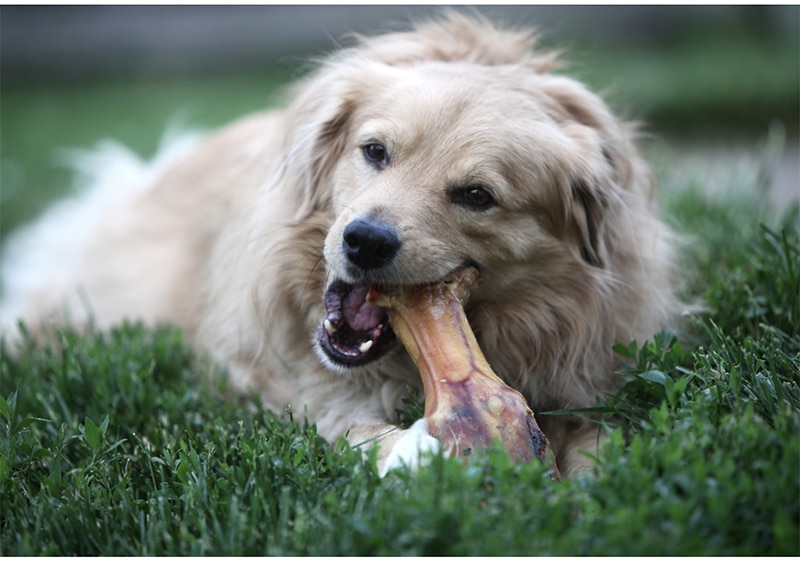 Hund mit Knochen