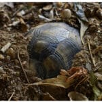 Landschildkröte Winterruhe