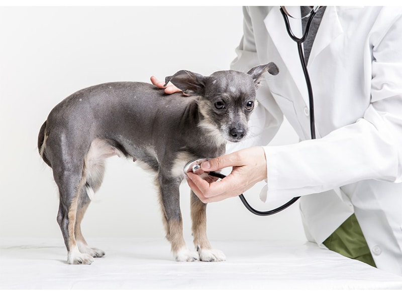 prostata hund schmerzen milyen gyertyák hatékonyak a prosztata esetén