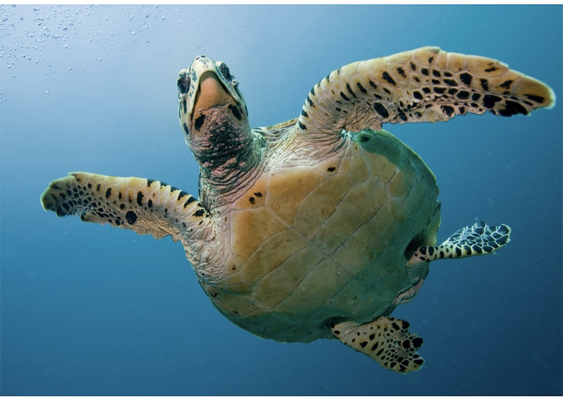 Schildkröte als Haustier