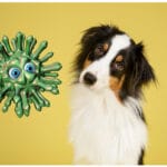 Virus Erkrankungen Hund