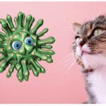 Virus Erkrankungen Katze