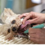 Zahnsteinentfernung beim Hund