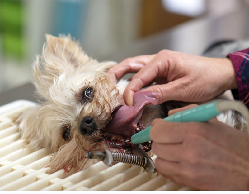 Zahnsteinentfernung beim Hund