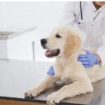 biopsie tumor hund