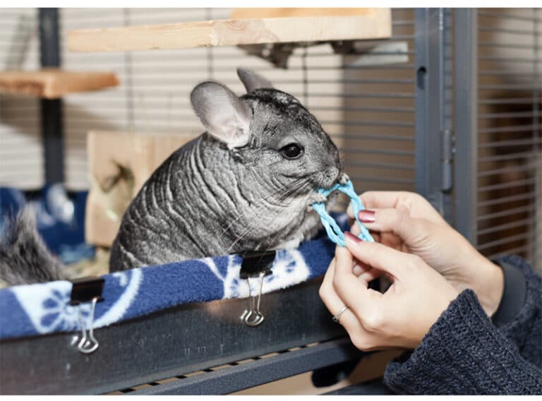 Artgerechte Chinchilla Haltung in der Wohnung vetdoktor.de