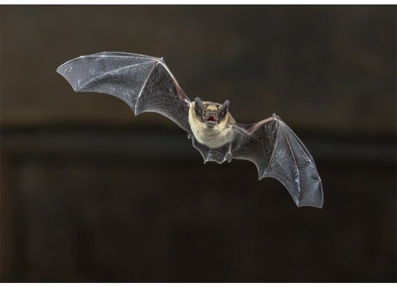 fliegende fledermaus