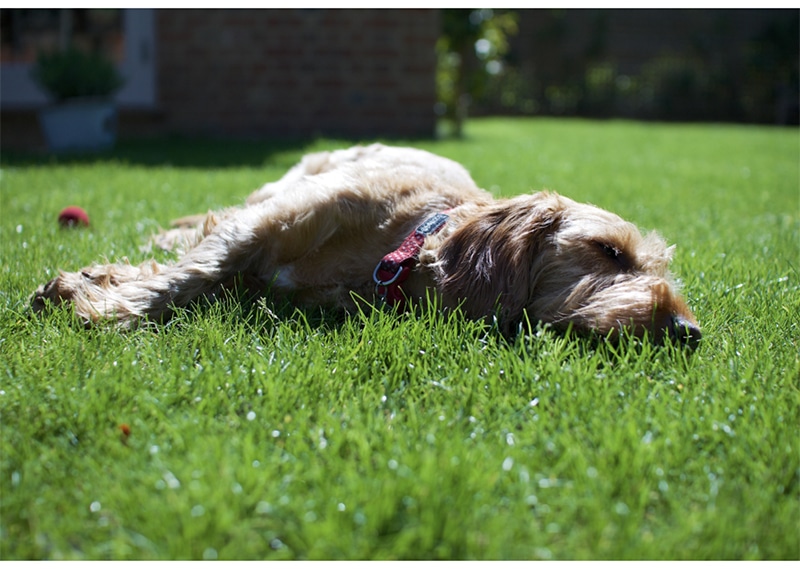 hitzschlag hund