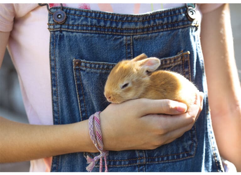 Kaninchen In Der Wohnung Halten Kaninchenhaltung - Kaninchen artgerecht in der Wohnung halten - vet
