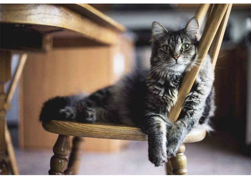 katze wohnung gefahren