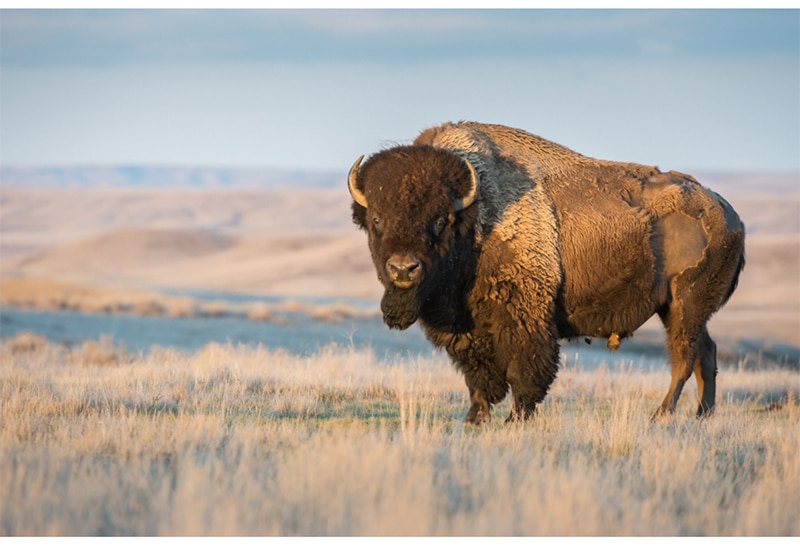 wisent